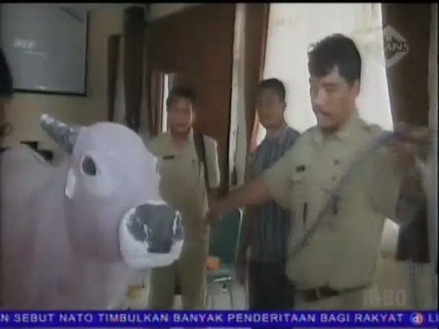 Tehnik Menjatuhkan Sapi Tanpa Membanting