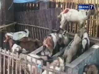 Petugas Razia Pedagang Hewan Kurban Liar