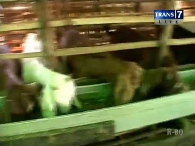 Kambing Kurban Organik Bebas Bau 