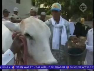 Sapi-sapi Dirias Secantik Mungkin Layaknya Pengantin
