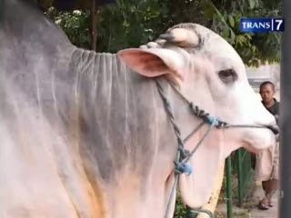 Presiden SBY Kurban Sapi 1 Ton