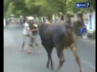 Sapi Kurban Mengamuk, Warga Panik