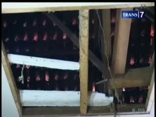 Lawan Perampok, Pengusaha Jamur Digorok