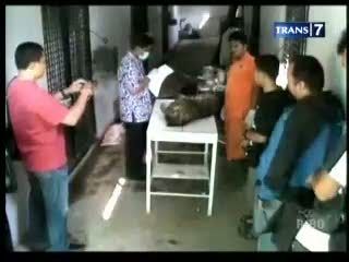 Terjebak Perangkap, Macan Tutul Mati