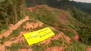 Greenpeace Kembali Sorot Perkebunan Sawit Indonesia