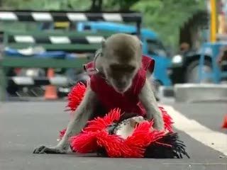 Derita di Balik Atraksi Topeng Monyet