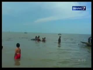 Musim Migrasi, Hewan Ramaikan Indonesia