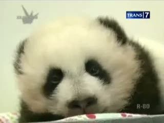 Panda Kembar Cina Disambut Meriah