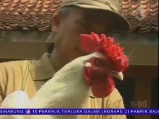 Ayam Putih Dicari untuk Keperluan Ritual
