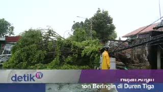 Hujan Angin Tumbangkan Pohon Beringin di Duren Tiga