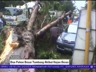 2 Pohon Besar Tumbang Akibat Hujan Deras