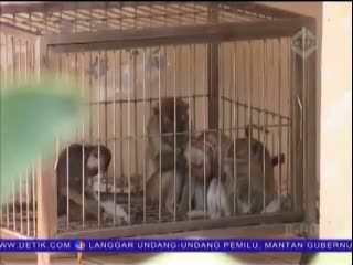 Hewan Topeng Monyet Banyak yang Stress dan Terluka