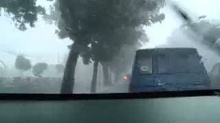 Hujan, 100 Pohon Sudah Tumbang di Jakarta