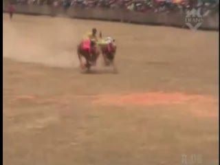 Karapan Sapi Piala Presiden Dipecah Jadi Dua