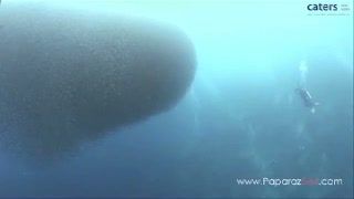 Video Langka Formasi Raksasa Kawanan Ikan Sarden