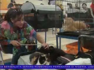 Kontes Kemampuan Kucing