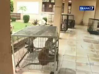 Monyet Hasil Razia Mengidap Penyakit Berbahaya