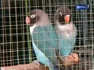 Jual Beli Satwa dari Kebun Binatang?