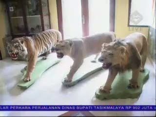 Pembunuh Sepasang Singa dan Seekor Harimau Belum Terungkap