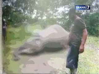 Keracunan, Gajah Mati di Pusat Pelatihan 