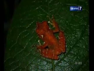 Perilaku Hewan, Alarm Sebelum Datang Bencana