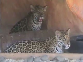 2 Ekor Bayi Jaguar Meriahkan Batu Secret Zoo