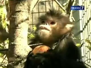 Ditemukan Spesies Baru Kera Hidung Pesek