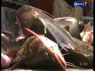 Ribuan Ikan Mabuk, Warga Panen Ikan