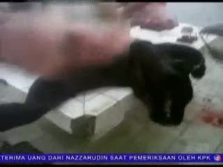 Kembali, Satwa Langka Mati di Kebun Binatang Surabaya