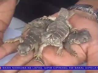 Koleksi Baru Pecinta Reptil di Jawa Timur