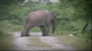 Kereta Tabrak Rombongan Gajah, 7 Tewas