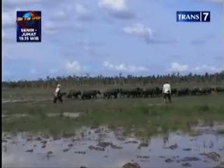 Sungai Tercemar Limbah, Kerbau Rawa Mati
