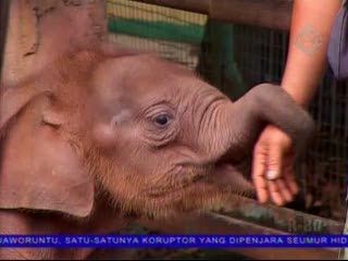 Ragunan Akan Tutup Satu Hari dalam Seminggu 