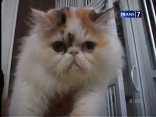 Rumah Kucing, Hunian Si Pus