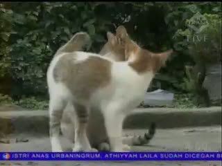 Puluhan Hewan Peliharaan Ditinggal Mengungsi 