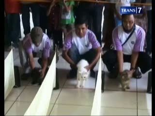 Adu Cepat ala Kucing