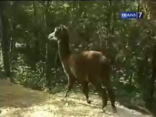 Hewan Jomblo Mencari Pasangan Hidup