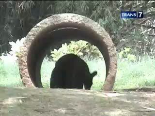14 Kanguru Kebon Binatang Ragunan Mati