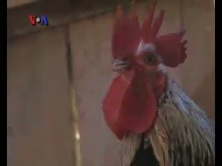Thanksgiving Bersama Kalkun