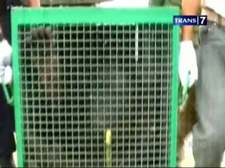 Pelepas Liaran Orangutan ke Alam