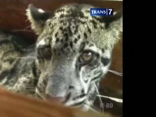 Macan Tutul Ditangkap Warga