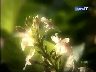 Taman Bungkul Raih Penghargaan Dunia