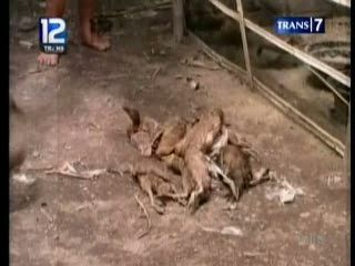 Ribuan Unggas Mati Mendadak
