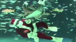 Jelang Natal, Santa Claus ini Menyelam Bersama Hiu