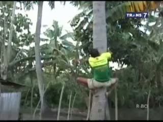 Perjuangan Tuna Netra Pemanjat Pohon Kelapa