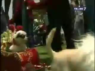 Parade Anjing Berbaju Natal