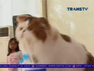 Extrapaganza, Ajang Silaturahmi Penyayang Hewan