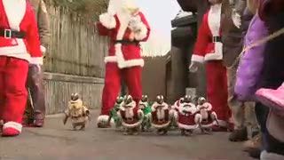 Sambut Natal, Pinguin Bergaya ala Sinterklas