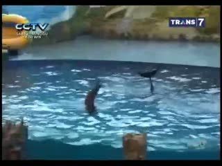 Anjing dan Lumba-lumba Joget Cesar