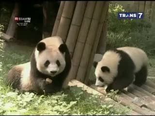 Bayi Panda Dapat Rumah Baru